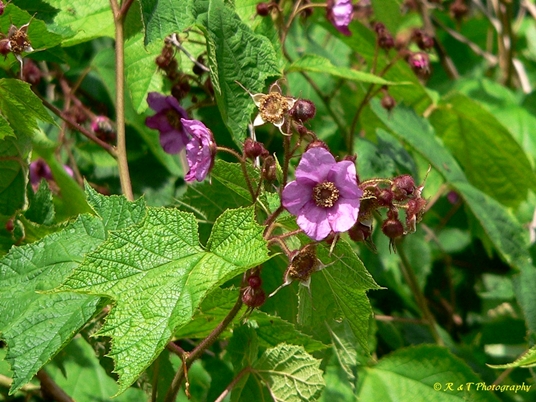 {Rubus odoratus}